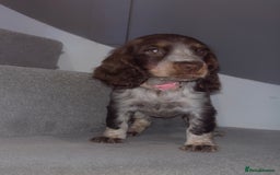 Cocker Spaniel dogs for sale: Cocker spaniel puppies  - Image 1