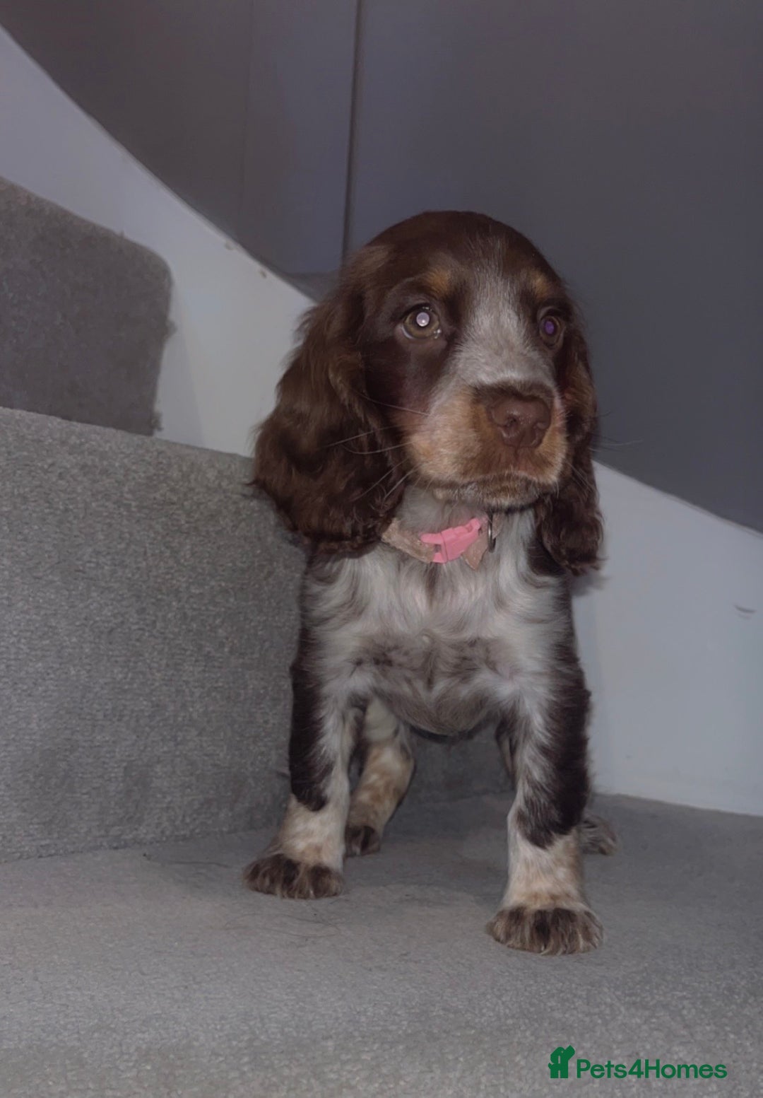 Cocker Spaniel dogs for sale: Cocker spaniel puppies  - Image 1