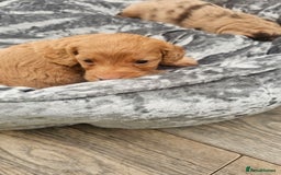 Cockapoo dogs for sale: The best cockapoos - Image 8