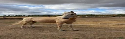 Palomino horses for sale: Gorgeous Gucci  in Bridgnorth - Advert 2