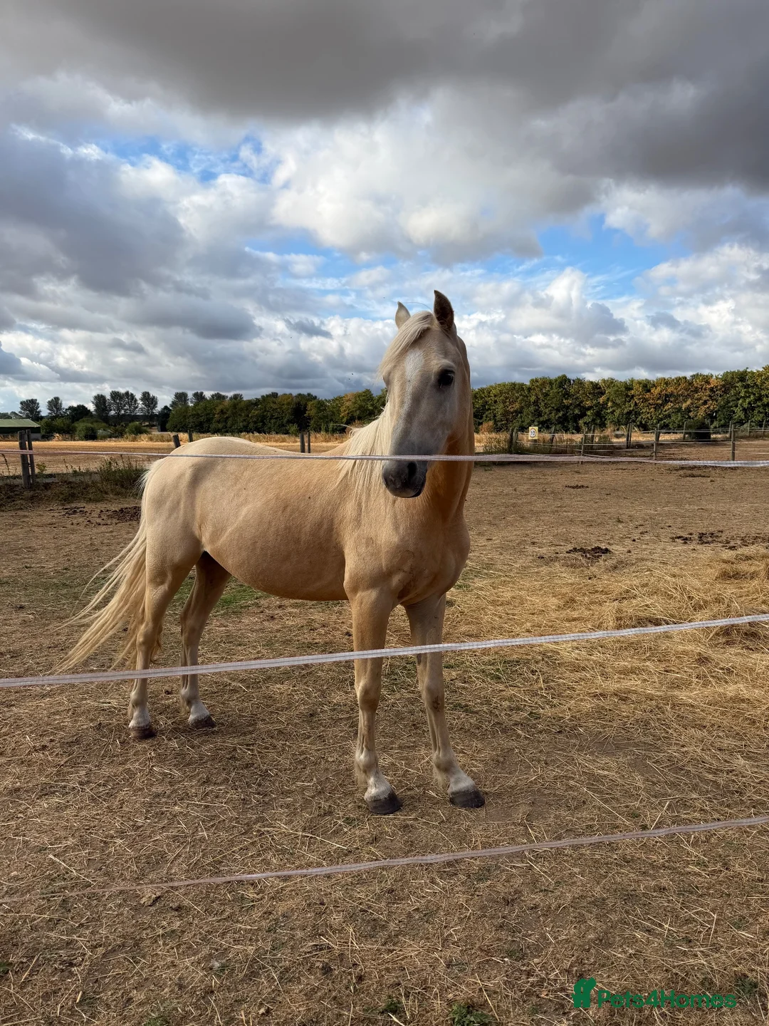 Palomino horses for sale: Gorgeous Gucci  in Bridgnorth - Advert 2