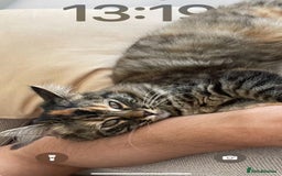 Mixed Breed cats for sale: 4Adorable Longhair Kittens-ready late Sep - Image 23