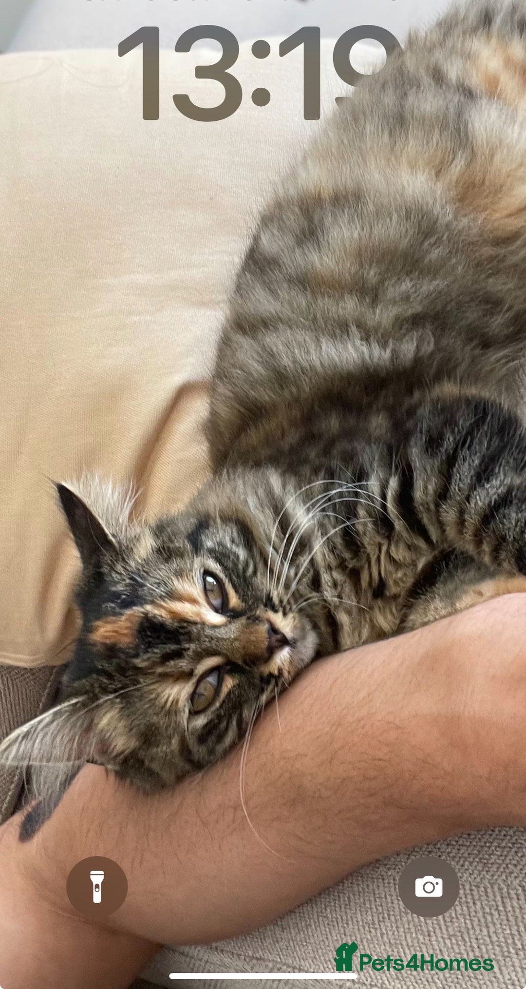 Mixed Breed cats for sale: 4Adorable Longhair Kittens-ready late Sep - Image 23