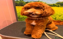 Mixed Breed dogs for sale: F1B mini goldendoodle for sale to good home - Image 2