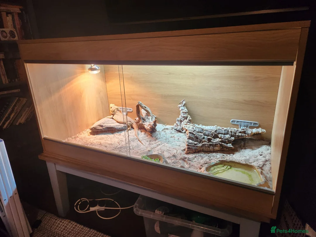 Bearded Dragon reptiles for sale: 3.5yr Bearded Dragon with full set up in Norwich - Advert 2