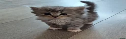 Siberian cats for sale: Stunning siberians/Neva masquerade babies  - Advert 4