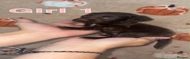 Cockapoo 3