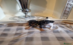 Jack Russell dogs for sale: Jack russell  - Image 5