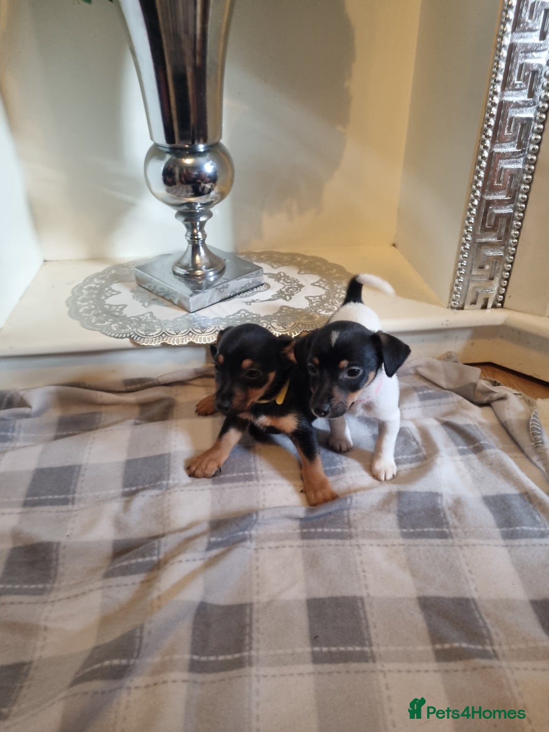 Jack Russell dogs for sale: Jack russell  - Image 5