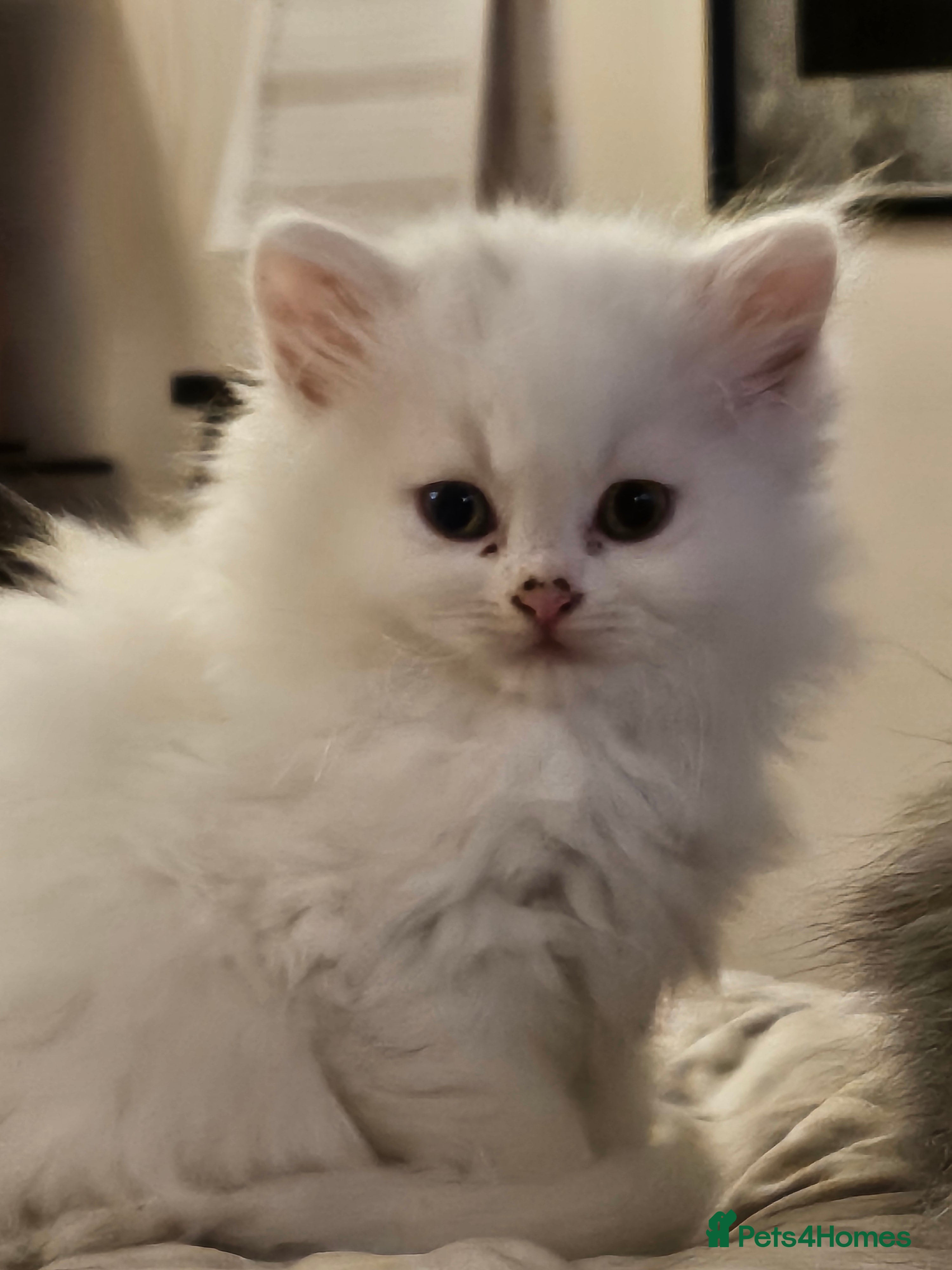 British Longhair cats BLH and BSH - Advert 3