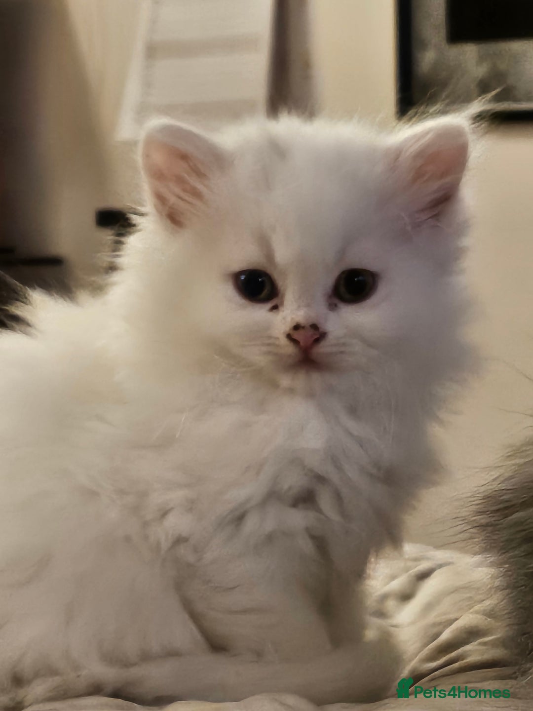 British Longhair cats for sale: BLH and BSH - Advert 1