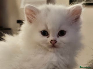 British Longhair cats BLH and BSH - Advert 3