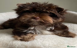 Yorkshire Terrier dogs for sale: Colorful Yorkshire Terrier puppies for sale - Advert 38