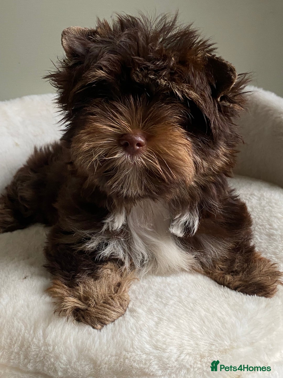 Yorkshire Terrier dogs for sale: Colorful Yorkshire Terrier puppies for sale - Advert 38