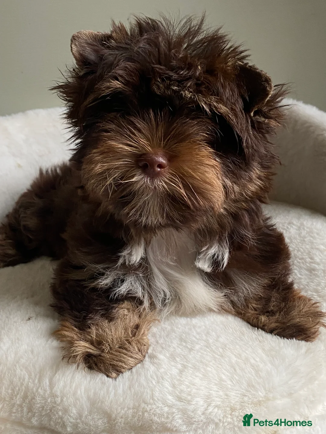 Yorkshire Terrier dogs for sale: Colorful Yorkshire Terrier puppies for sale - Advert 31