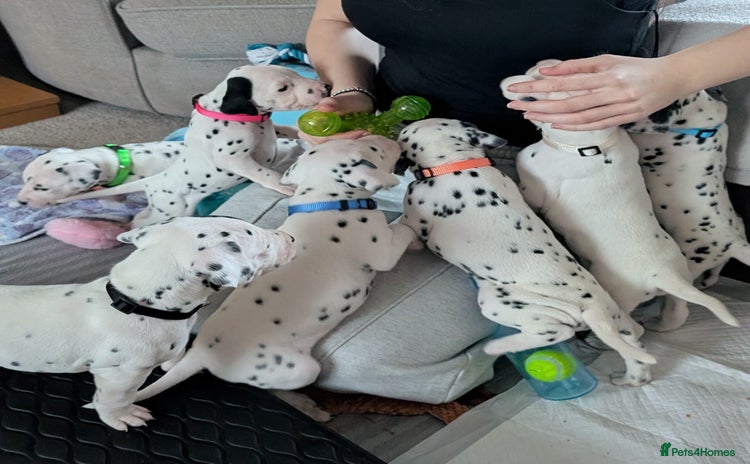Dalmatian dogs KC registered Dalmatian puppies - Advert 1