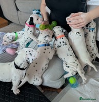 Dalmatian dogs KC registered Dalmatian puppies - Advert 6