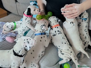 Dalmatian dogs KC registered Dalmatian puppies - Advert 1