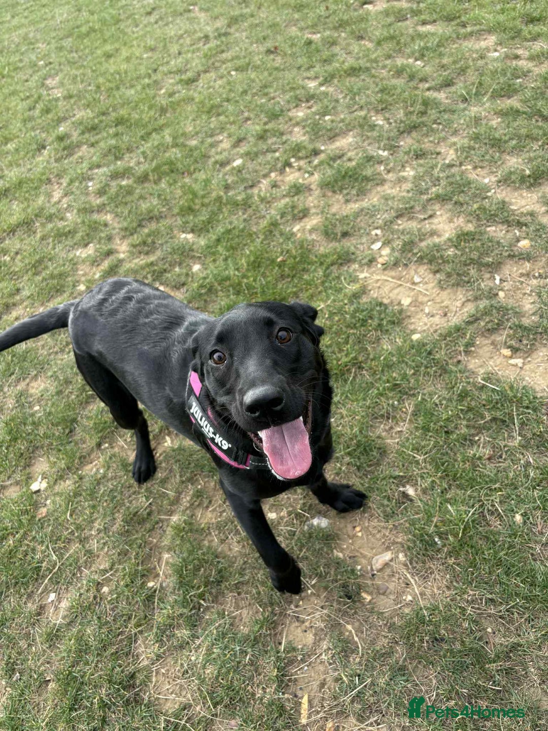 Labrador Retriever dogs for sale: labrador retriever - Advert 11