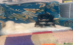 Cavapoo dogs for sale: Toy cavapoo WAITING LIST now open - Image 7