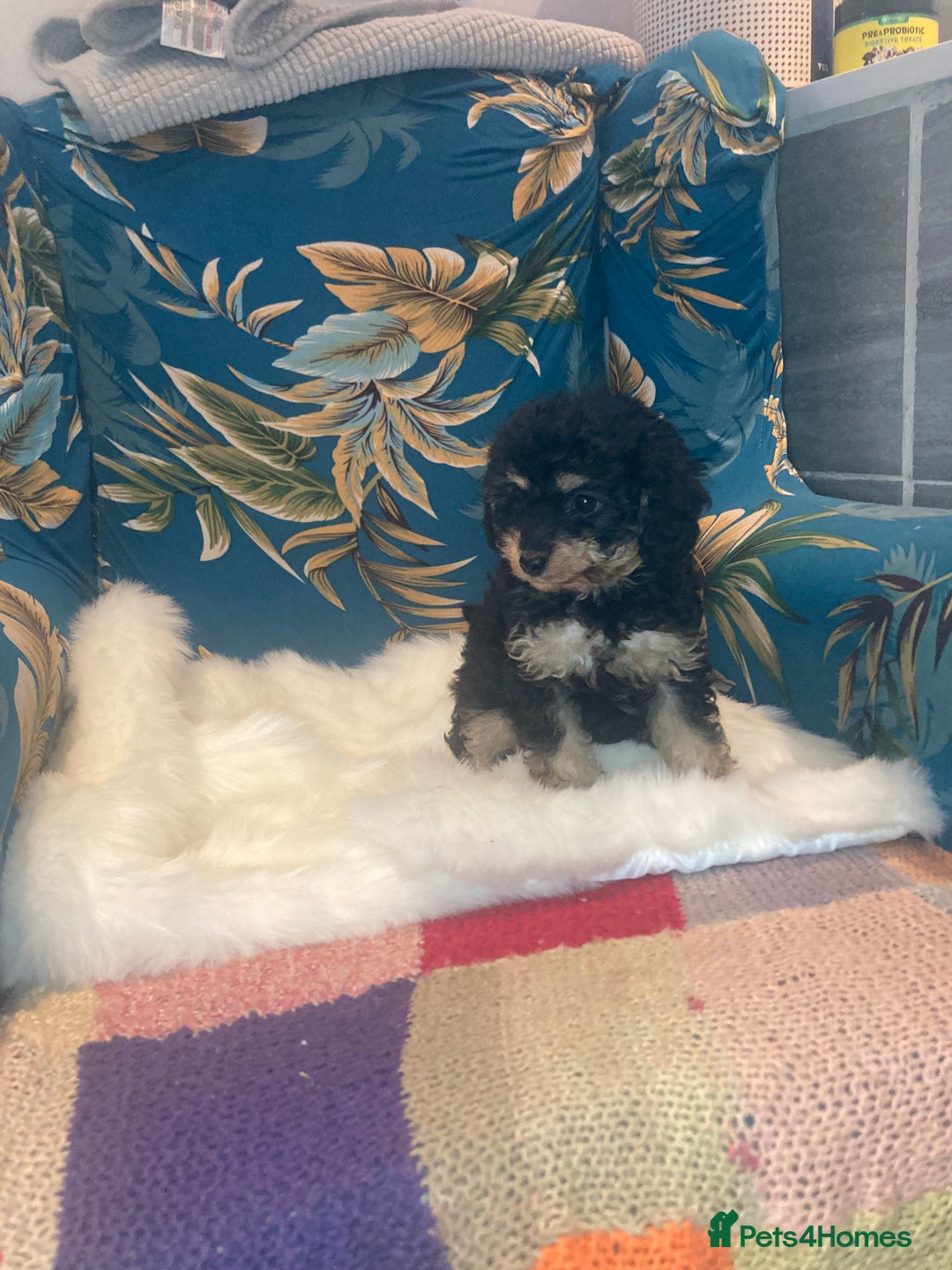 Cavapoo dogs for sale: Toy cavapoo WAITING LIST now open - Image 7