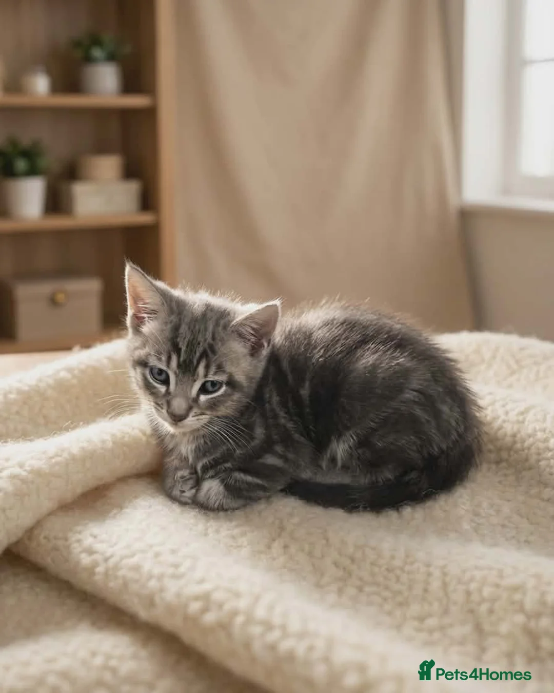 European cats for sale: Kitten male  - Advert 4