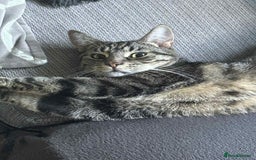 Mixed Breed cats for sale: Cobie , shadows and milo need their forever home  - Image 5