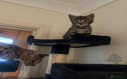 Bengal cats for sale: Bengal  - Image 4