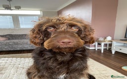 Australian Labradoodle dogs for sale: Australian Labradoodle 12 months - Image 3