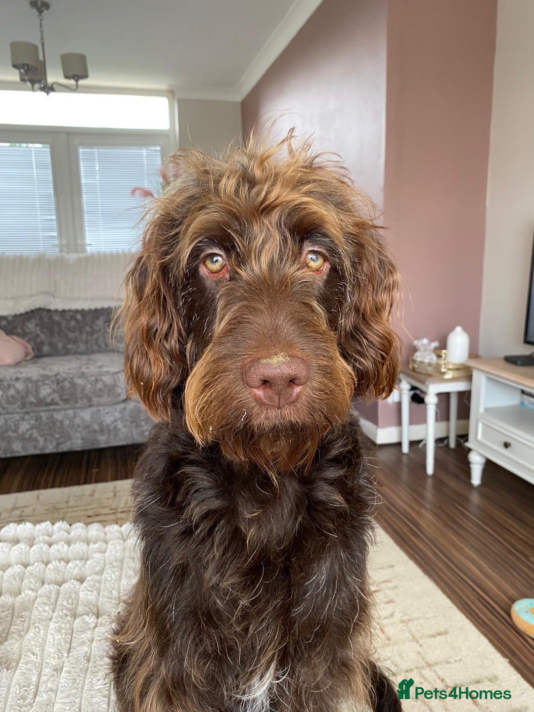Australian Labradoodle dogs for sale: Australian Labradoodle 12 months - Image 3