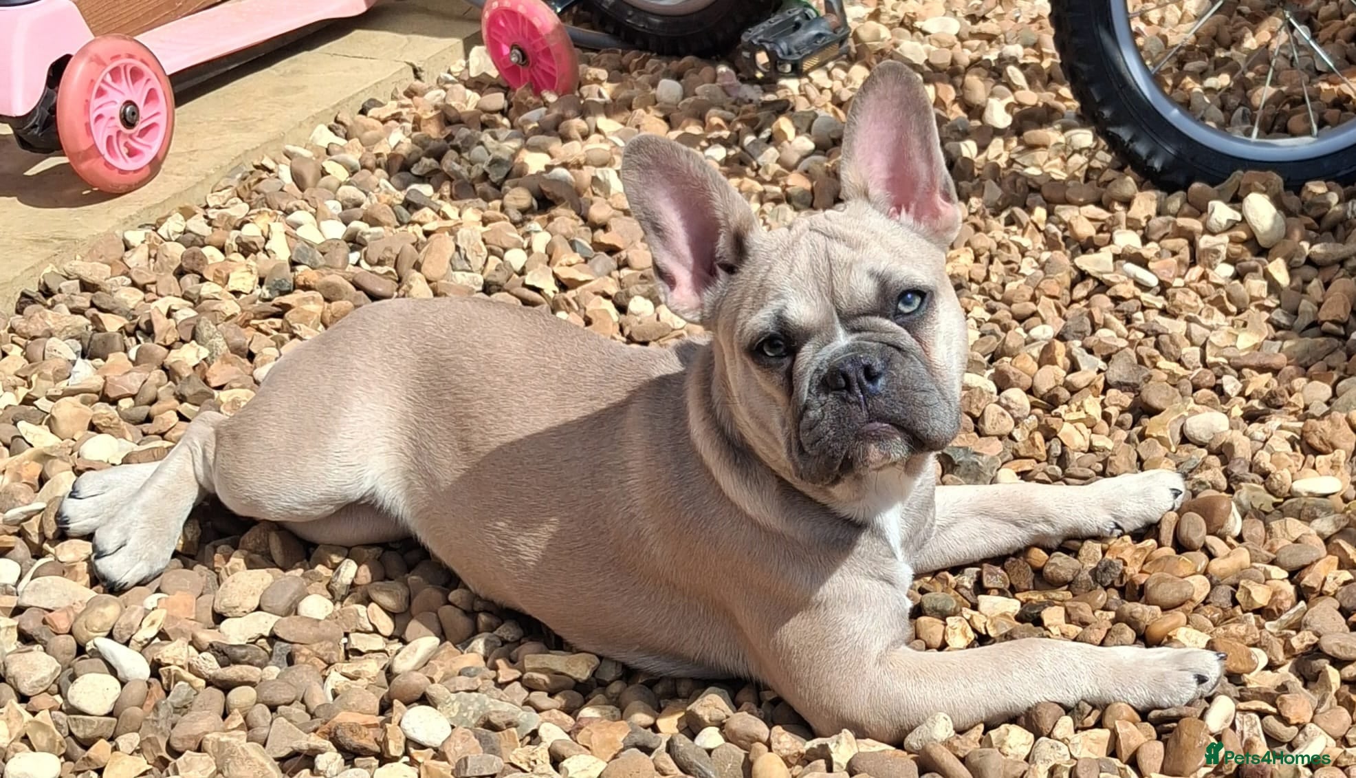 French Bulldog dogs Reduced £1000 1 Beautiful French Bulldog - Advert 13