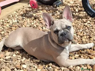 French Bulldog dogs Reduced £1000 1 Beautiful French Bulldog - Advert 13