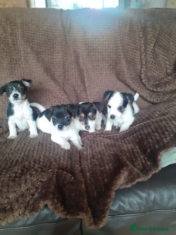 Jack Russell dogs Jack Russell pups - Advert 1