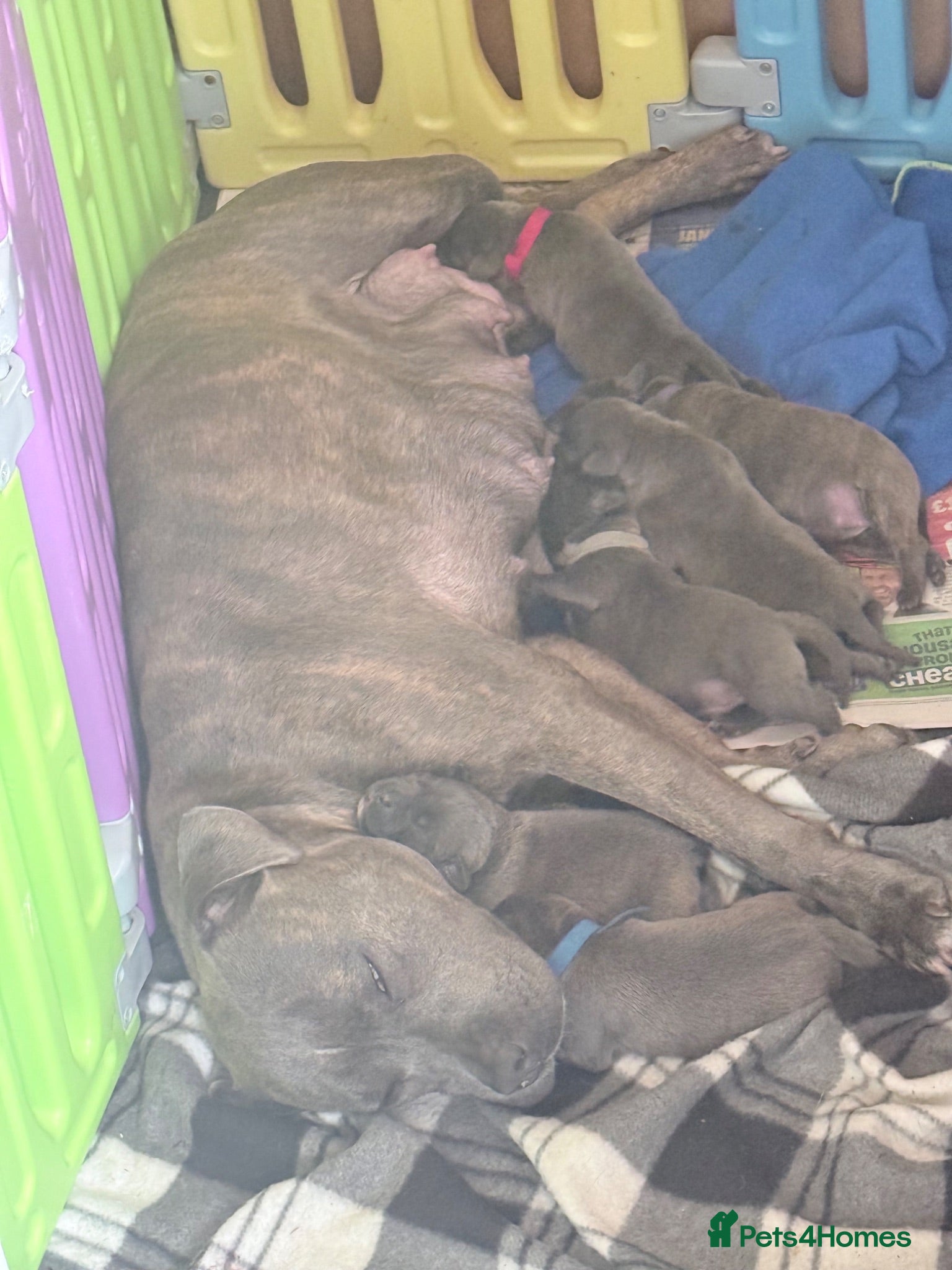 Staffordshire Bull Terrier dogs 🐶 6 Beautiful Blue/Blue Brindle Staffy Puppies 🐶 - Advert 3