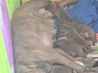 Staffordshire Bull Terrier dogs 🐶 6 Beautiful Blue/Blue Brindle Staffy Puppies 🐶 - Advert 2