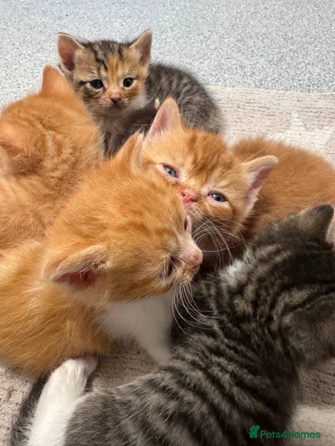 Persian cats for sale:  6 Persian kittens  - Image 8