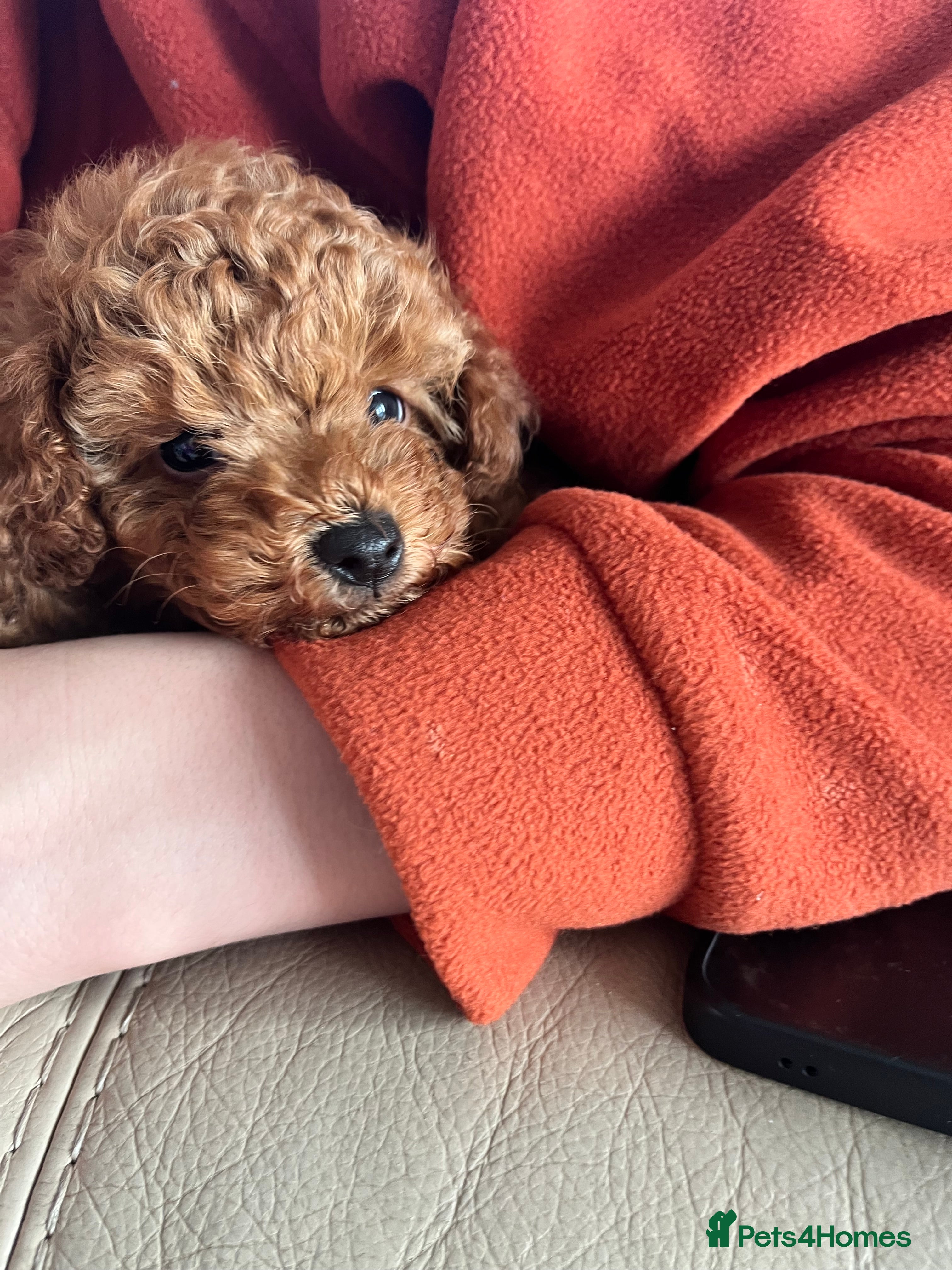 Toy Poodle dogs Red Toy Poodle  - Advert 9