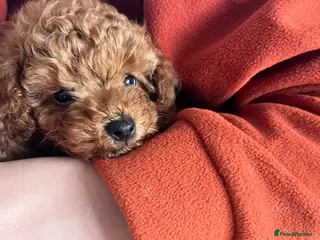 Toy Poodle dogs Red Toy Poodle - Advert 9