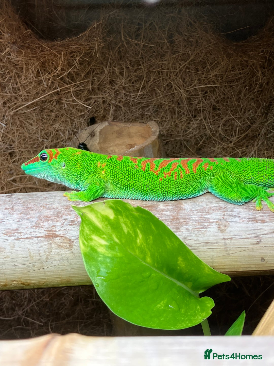 Gecko reptiles for sale: Crimson Giant Day & Chahoua Mossy Geckos - Image 5