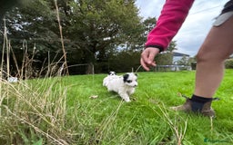 Border Collie dogs for sale: Collie Pups  - Image 4