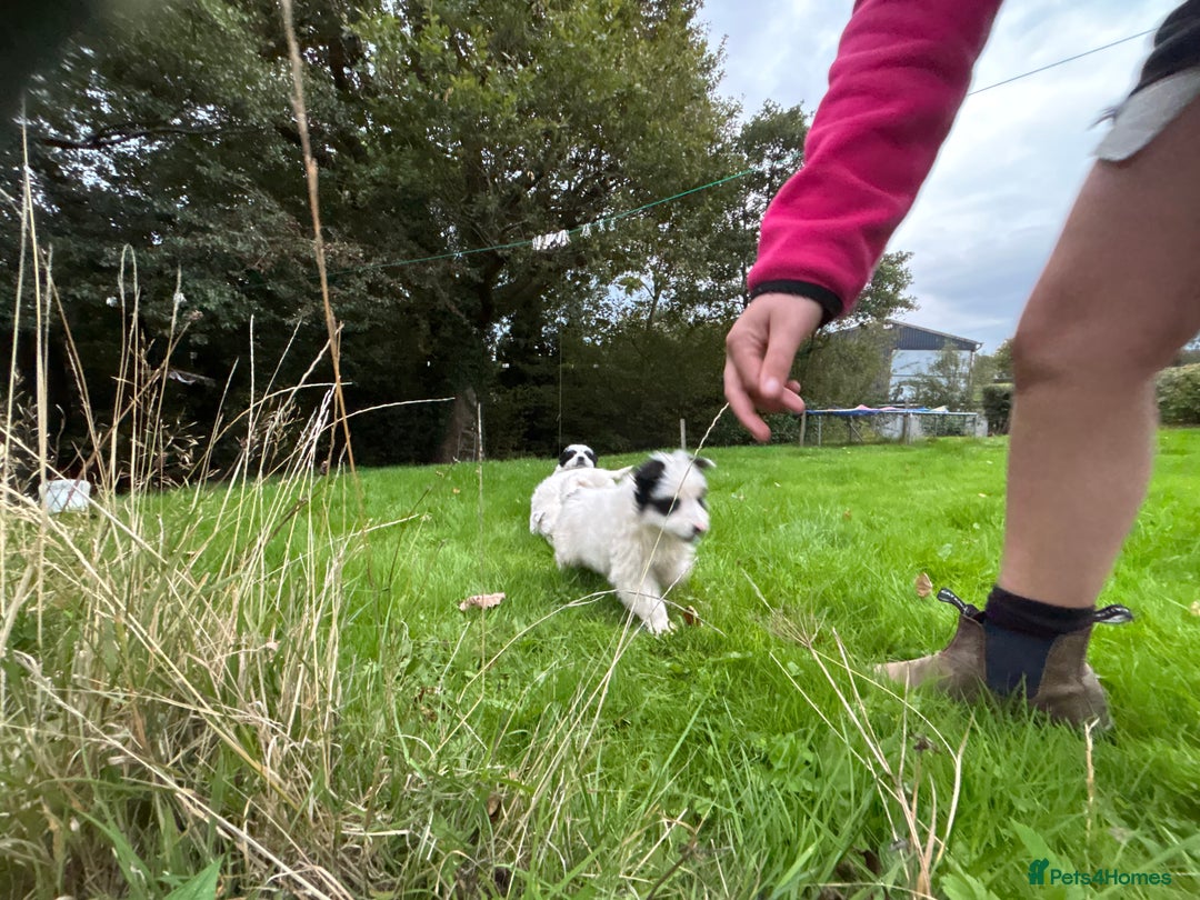 Border Collie dogs for sale: Collie Pups  - Image 4