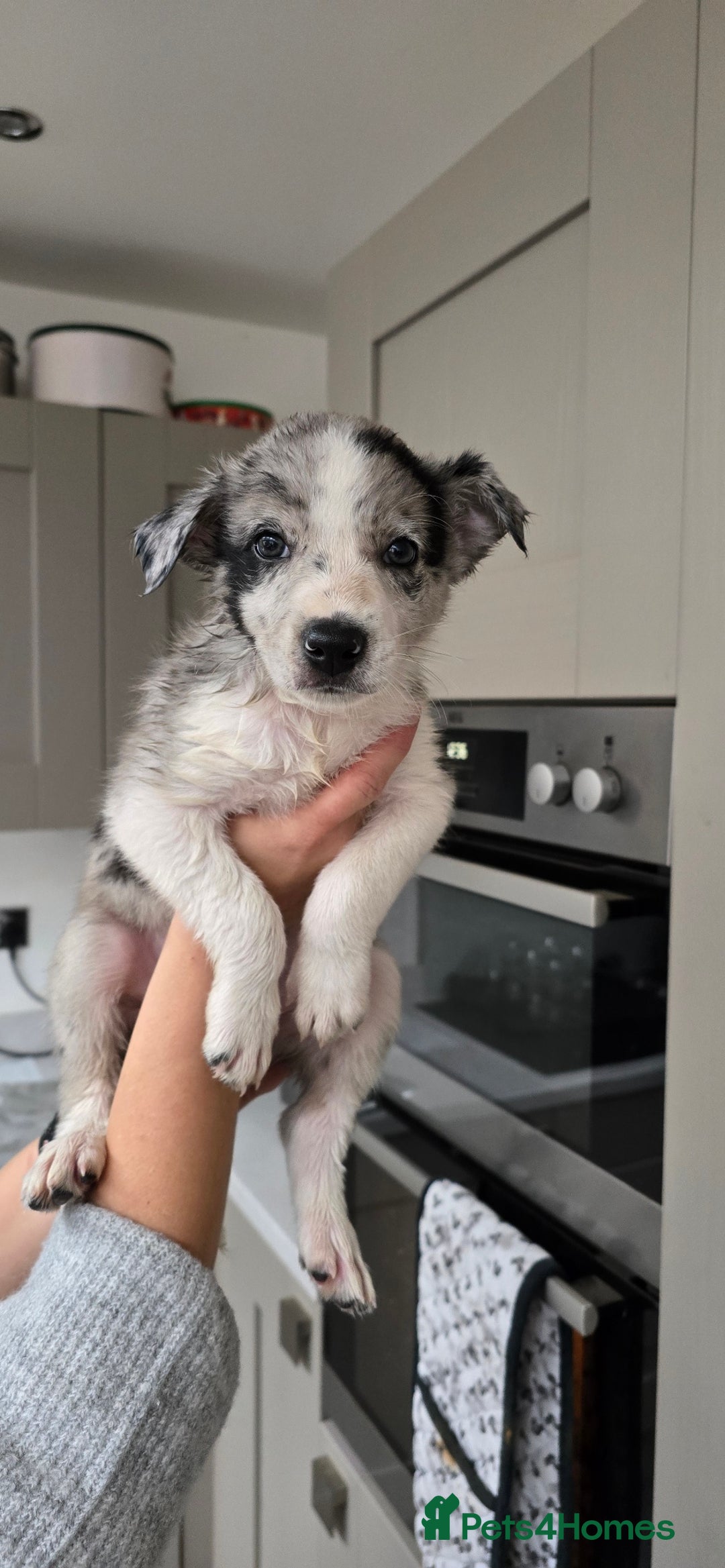 Border Collie dogs for sale: Beautiful Border Collie Puppies - Image 17