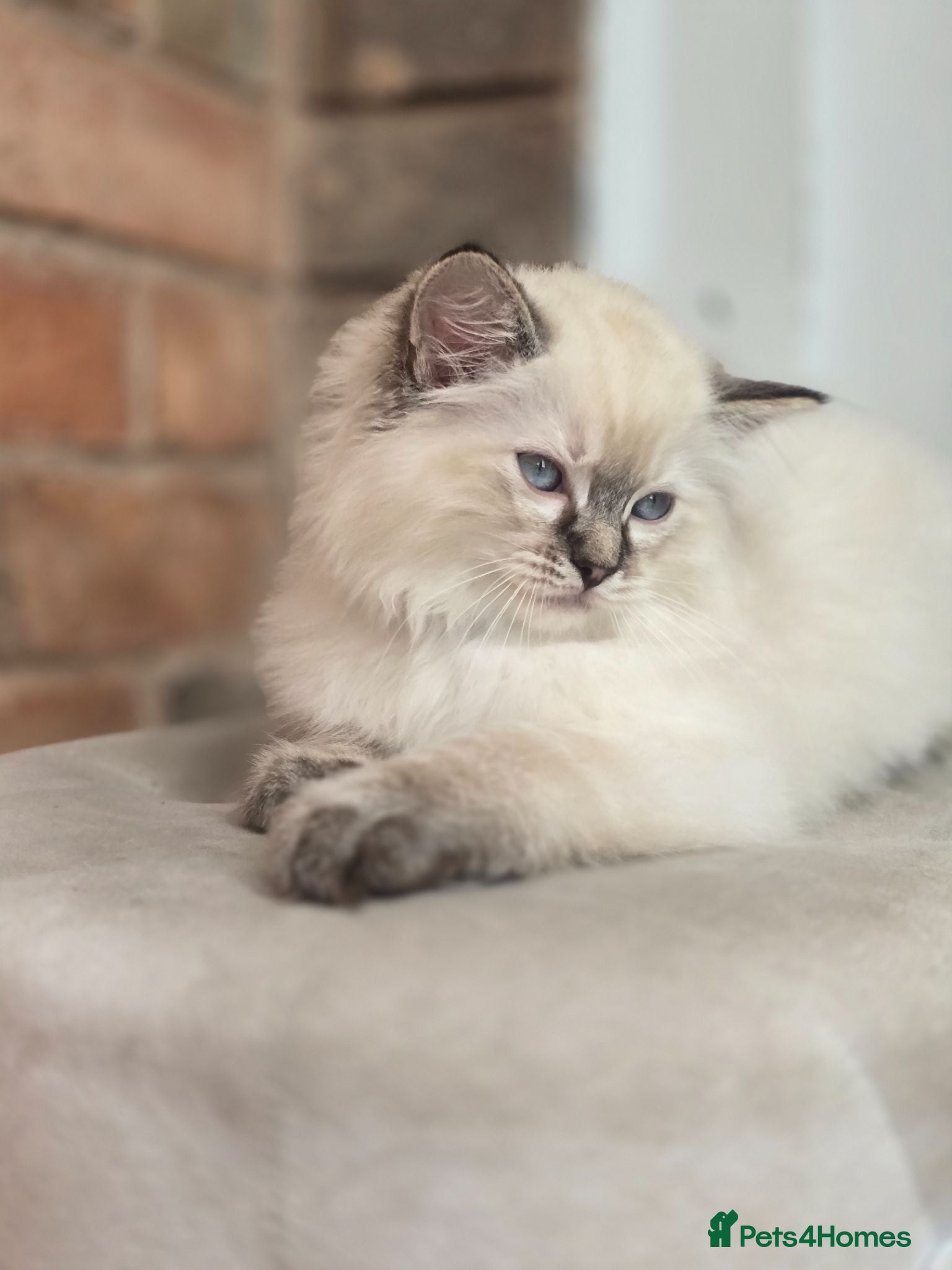 Ragdoll cats 💙🐾 2 Stunning TICA Ragdoll Boys 🐾💚 - Advert 2