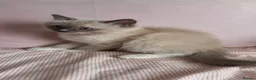 Ragdoll cats for sale: Beautiful Blue Point Mitted Ragdoll Boy - Advert 2