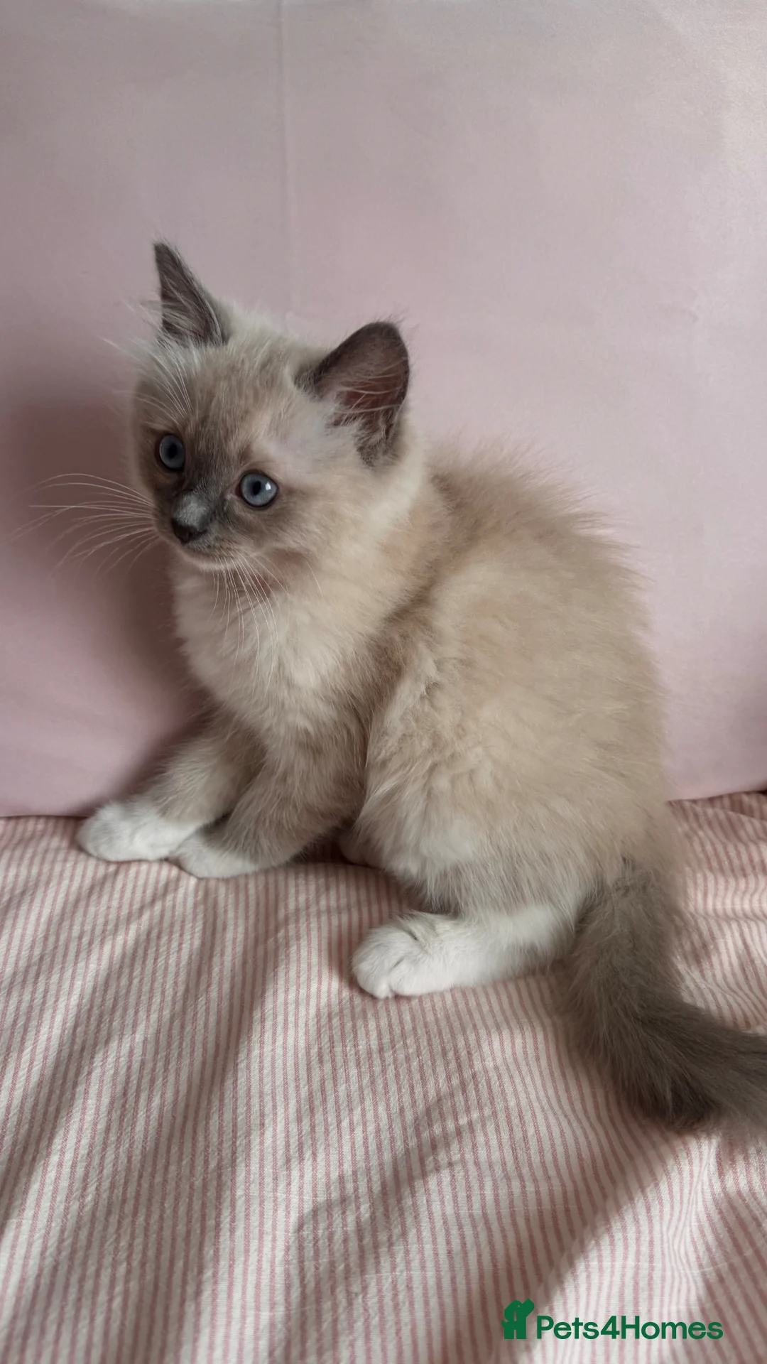 Ragdoll cats for sale: Beautiful Blue Point Mitted Ragdoll Boy - Advert 2