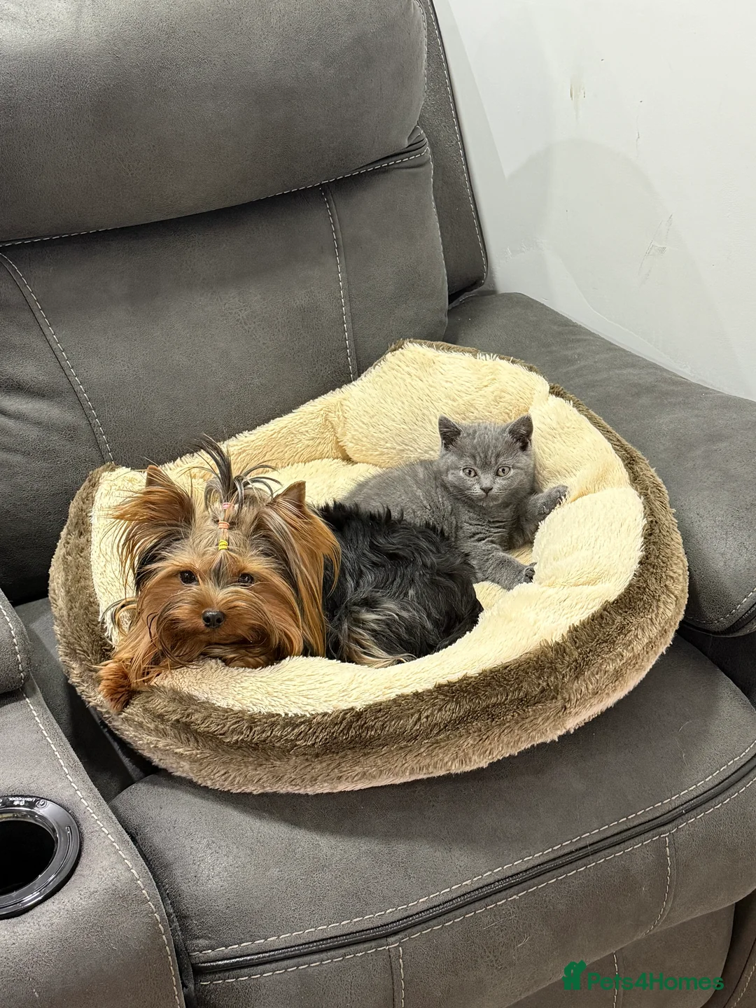 British Shorthair cats for sale: British shorthair kittens available”Ready now” - Advert 10