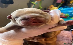 English Bulldog dogs for sale: Litter of 8  - Image 19