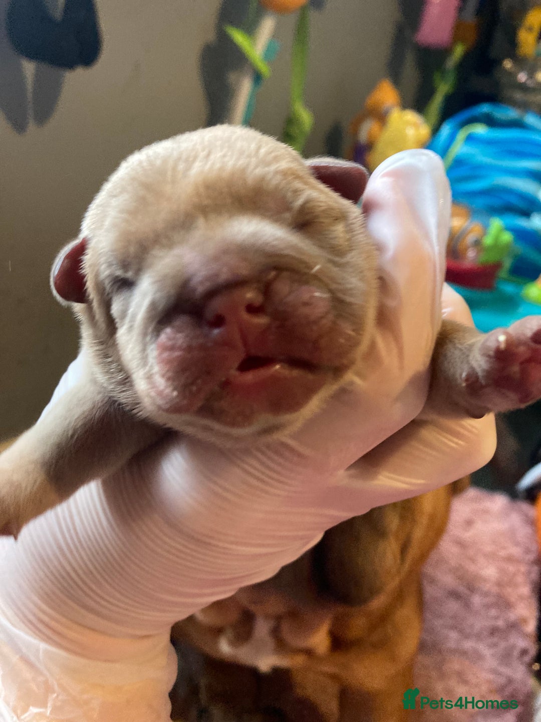English Bulldog dogs for sale: Litter of 8  - Image 19