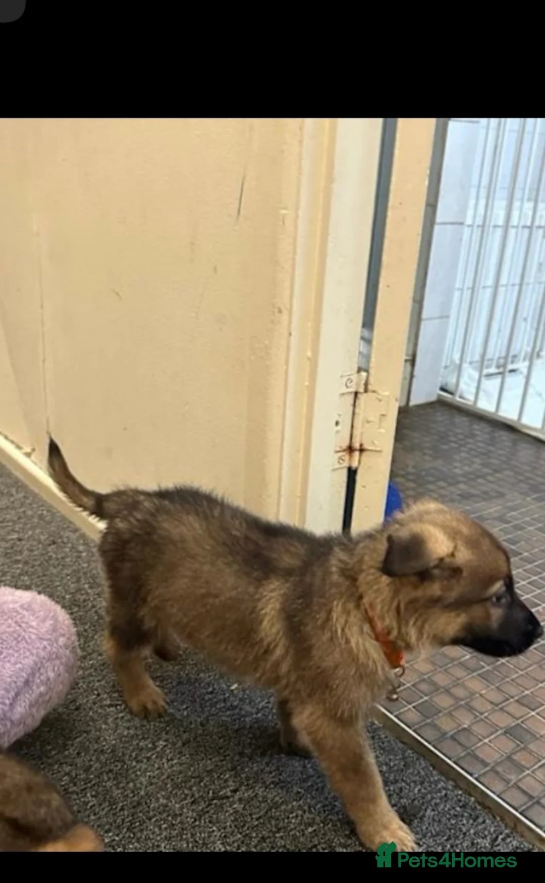 German Shepherd dogs for sale: 100% Healthy Pure Breed  German Shepherd Puppies  - Advert 14