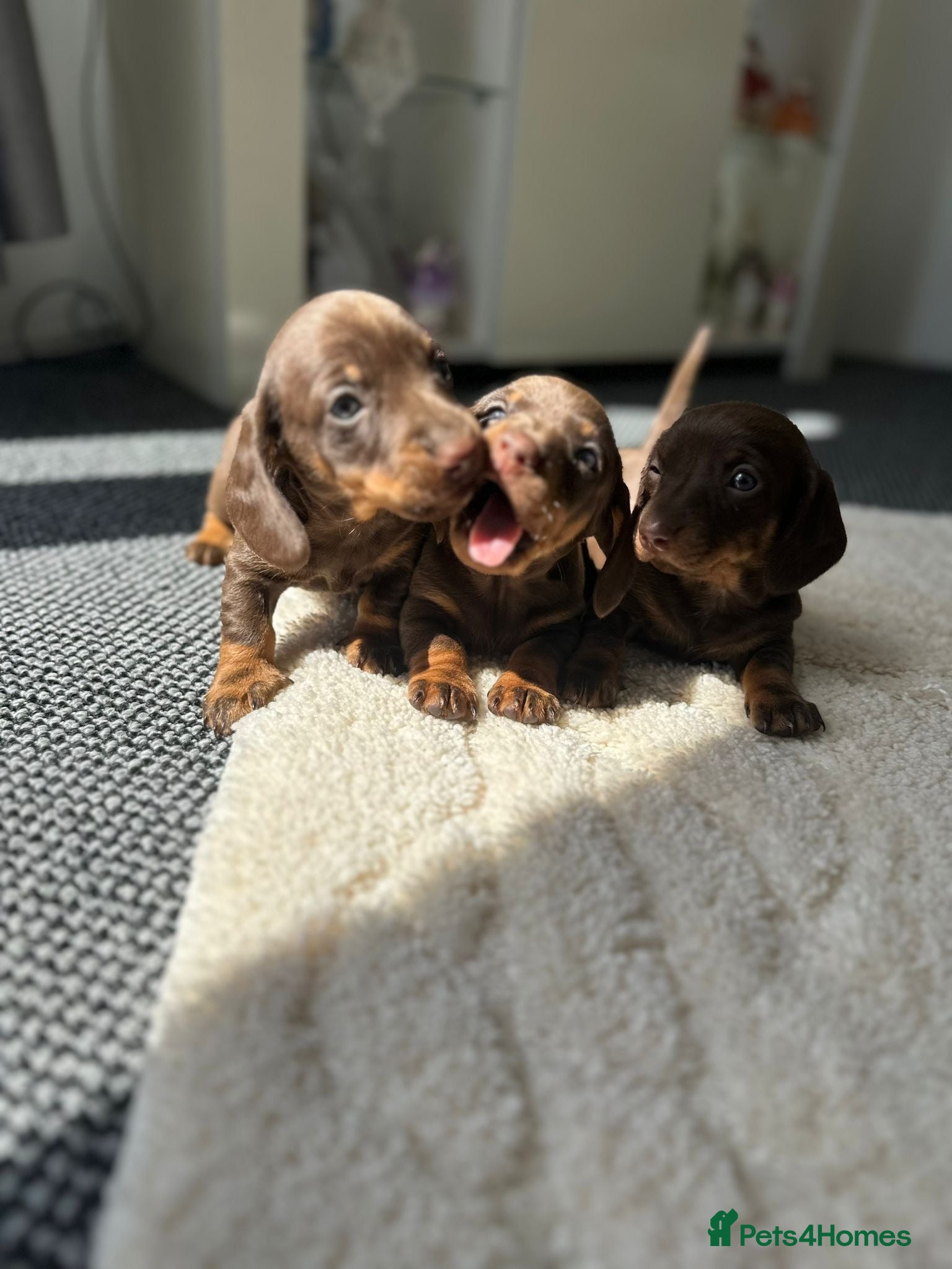 Dachshund dogs 3 Standard Dachshunds *Ready 6 June - Advert 6